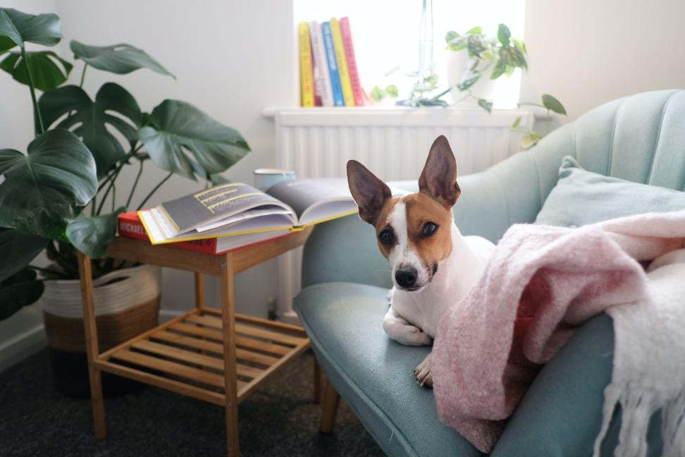 HOW TO CHOOSE A PET FRIENDLY SOFA